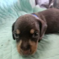 Nestle, a male Dachshund for sale in Spring Green, WI – Photo 1 of 2