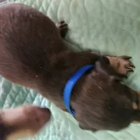 Nestle, a male Dachshund for sale in Spring Green, WI – Photo 2 of 2