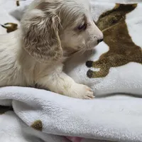 Flynn, a male Dachshund for sale in Spring Green, WI – Photo 4 of 7