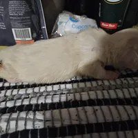 Flynn, a male Dachshund for sale in Spring Green, WI – Photo 6 of 7