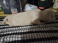 Flynn, a male Dachshund for sale in Spring Green, WI – Photo 6 of 7