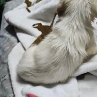 Flynn, a male Dachshund for sale in Spring Green, WI – Photo 3 of 7