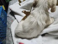 Flynn, a male Dachshund for sale in Spring Green, WI – Photo 3 of 7