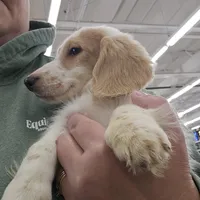 Flynn, a male Dachshund for sale in Spring Green, WI – Photo 1 of 7