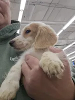 Flynn, a male Dachshund for sale in Spring Green, WI – Photo 1 of 7