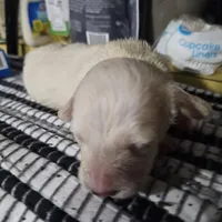 Flynn, a male Dachshund for sale in Spring Green, WI – Photo 7 of 7