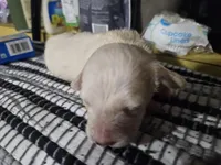 Flynn, a male Dachshund for sale in Spring Green, WI – Photo 7 of 7