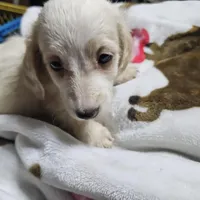 Flynn, a male Dachshund for sale in Spring Green, WI – Photo 5 of 7