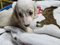 Flynn, a male Dachshund for sale in Spring Green, WI – Photo 5 of 7