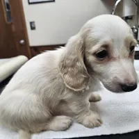 Flynn, a male Dachshund for sale in Spring Green, WI – Photo 2 of 7