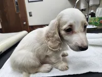 Flynn, a male Dachshund for sale in Spring Green, WI – Photo 2 of 7