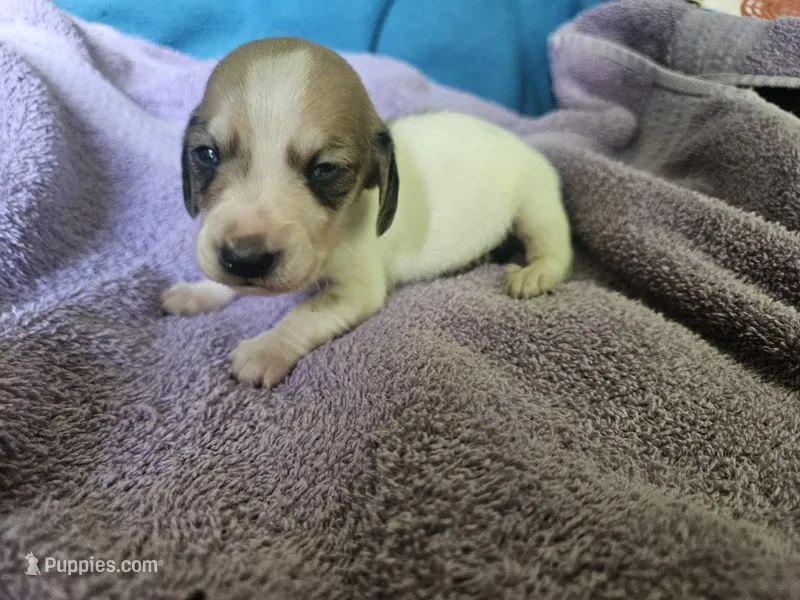 Zeus – Dachshund puppy for sale in Spring Green, WI