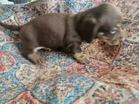 Charlie, a male Dachshund for sale in Spring Green, WI – 3 of 3