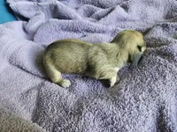 Iris, a female Dachshund for sale in Spring Green, WI – 2 of 2