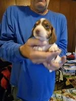 Morris, a male Dachshund for sale in Spring Green, WI – Photo 1 of 4