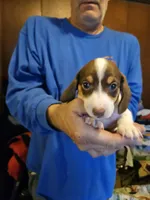 Morris, a male Dachshund for sale in Spring Green, WI – Photo 3 of 4