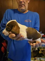 Morris, a male Dachshund for sale in Spring Green, WI – Photo 4 of 4