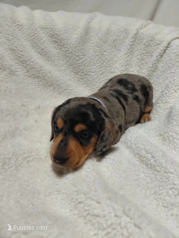 Jasmine  – Miniature Dachshund puppy for sale in Hughes Springs, TX