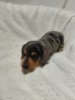 Jasmine , a female Miniature Dachshund for sale in Hughes Springs, TX – 1 of 6