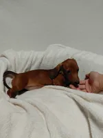 Tiny, a female Miniature Dachshund for sale in Hughes Springs, TX – 4 of 5