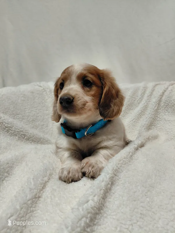 Bow – Miniature Dachshund puppy for sale in Hughes Springs, TX