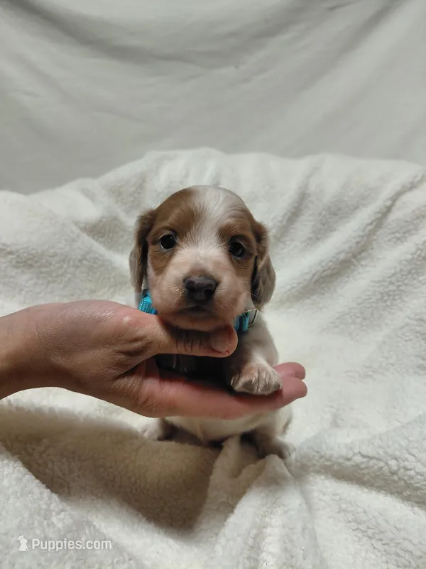 Bow – Miniature Dachshund puppy for sale in Hughes Springs, TX