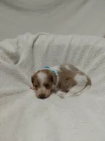Bow, a male Miniature Dachshund for sale in Hughes Springs, TX – 4 of 4