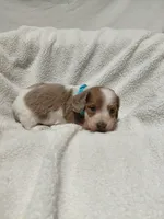 Bow, a male Miniature Dachshund for sale in Hughes Springs, TX – 2 of 4