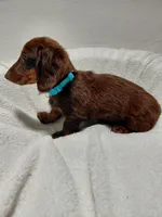 Mr. Fudge, a male Miniature Dachshund for sale in Hughes Springs, TX – Photo 1 of 6