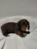 Mr. Fudge, a male Miniature Dachshund for sale in Hughes Springs, TX – Photo 2 of 6