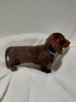 Mr. Fudge, a male Miniature Dachshund for sale in Hughes Springs, TX – Photo 5 of 6