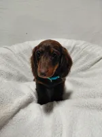 Mr. Fudge, a male Miniature Dachshund for sale in Hughes Springs, TX – Photo 4 of 6