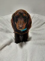 Mr. Fudge, a male Miniature Dachshund for sale in Hughes Springs, TX – Photo 6 of 6