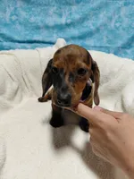 Ladybug, a female Miniature Dachshund for sale in Hughes Springs, TX – 3 of 6