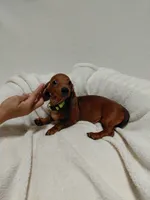 Tiny, a female Miniature Dachshund for sale in Hughes Springs, TX – 5 of 5