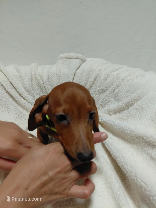 Tiny – Miniature Dachshund puppy for sale in Hughes Springs, TX