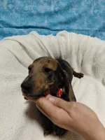Fred, a male Miniature Dachshund for sale in Hughes Springs, TX – 6 of 6