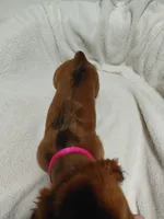 Red, a female Miniature Dachshund for sale in Hughes Springs, TX – 4 of 5