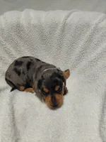 Jasmine , a female Miniature Dachshund for sale in Hughes Springs, TX – 2 of 6