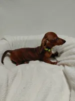 Tiny, a female Miniature Dachshund for sale in Hughes Springs, TX – 3 of 5