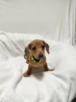 Jasmine , a female Miniature Dachshund for sale in Hughes Springs, TX – Photo 5 of 5