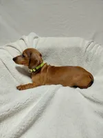 Jasmine , a female Miniature Dachshund for sale in Hughes Springs, TX – Photo 3 of 5