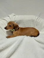 Jasmine , a female Miniature Dachshund for sale in Hughes Springs, TX – Photo 1 of 5