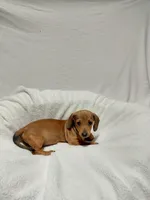 Jasmine , a female Miniature Dachshund for sale in Hughes Springs, TX – Photo 2 of 5