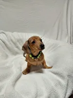 Jasmine , a female Miniature Dachshund for sale in Hughes Springs, TX – Photo 4 of 5