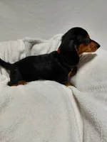 Boy, a male Miniature Dachshund for sale in Hughes Springs, TX – 3 of 4