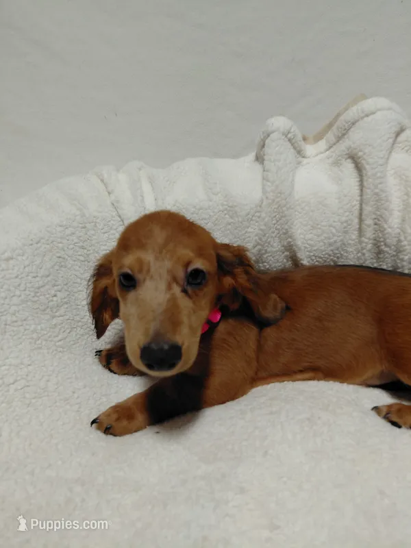 Red – Miniature Dachshund puppy for sale in Hughes Springs, TX
