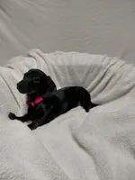 Shadow , a female Miniature Dachshund for sale in Hughes Springs, TX – Photo 3 of 4