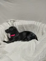 Shadow , a female Miniature Dachshund for sale in Hughes Springs, TX – Photo 4 of 4