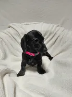 Shadow , a female Miniature Dachshund for sale in Hughes Springs, TX – Photo 1 of 4